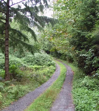 Wooded gravel path in lush green forest, ideal for solar-powered outdoor lighting installation.